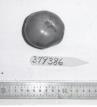 Click for 1 image(s) for this accession. FRUIT